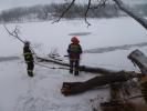 TP - Odstranění stromu v rybníku Olšovci