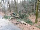 Odstrann spadenho stromu u Senetova (10)