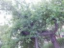 Odstrann spadenho stromu v Jedovnicch (42)