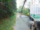 Odstran�n� spaden�ho stromu u Jedovnic (124)